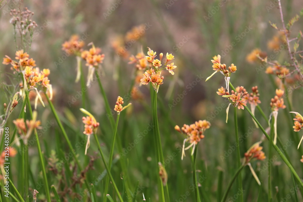 flower flower
