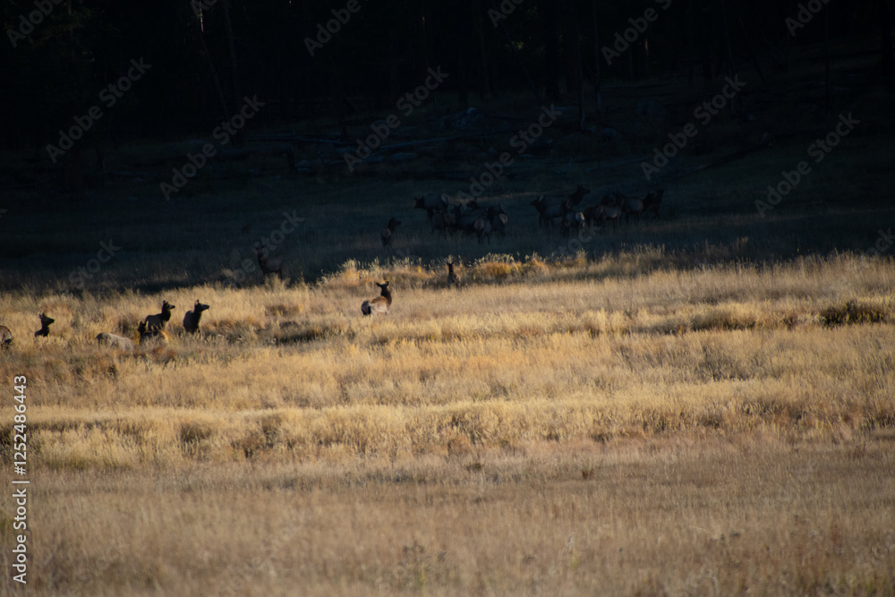Elk in the Meadow Colorado Elk in the Meadow Colorado