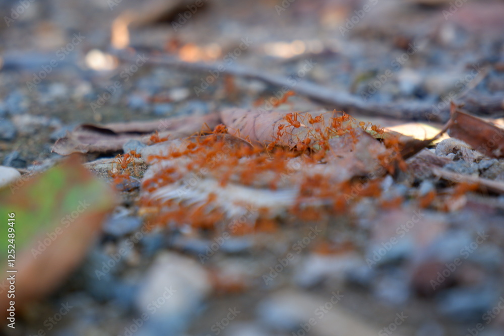 Red ants eating fish bones Red ants eating fish bones