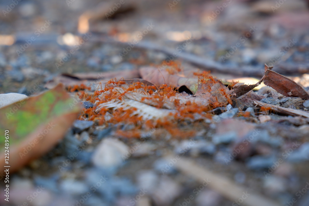Fototapeta premium Red ants eating fish bones