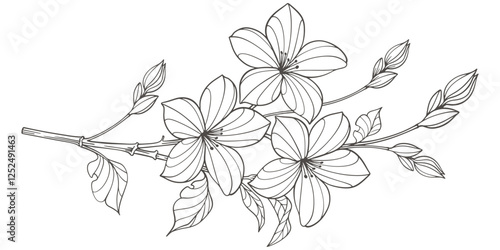 Sketch Floral Botany. jasmine flower drawings. Black and white with line art on transparent backgrounds. Hand Drawn jasmine flower Illustrations. Vector eps