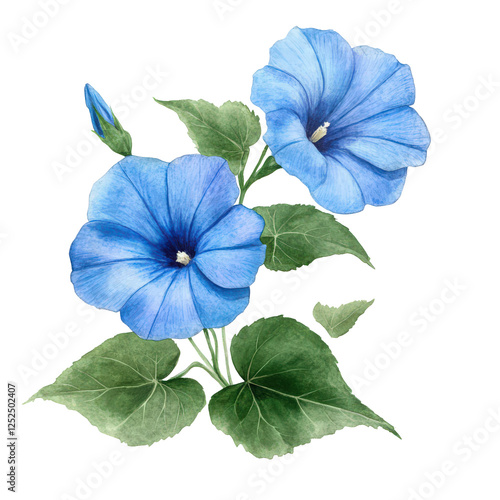 Watercolor painting of two light blue morning glories with green leaves and a bud on a black background.