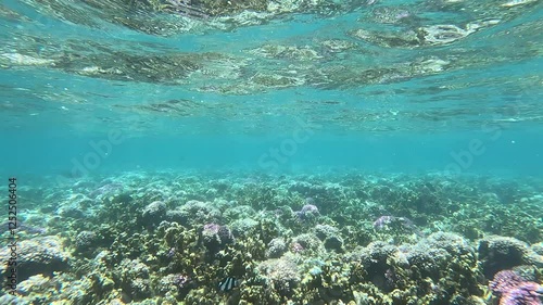 Colorful fish swimming in shallow, clear water among vibrant coral reefs in Mauritius. A stunning underwater tropical scene.