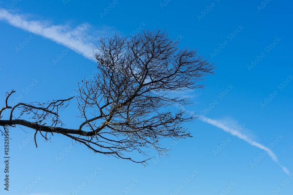 Leafless tree branch silhouetted against blue sky with diagonal contrail Leafless tree branch silhouetted against blue sky with diagonal contrail