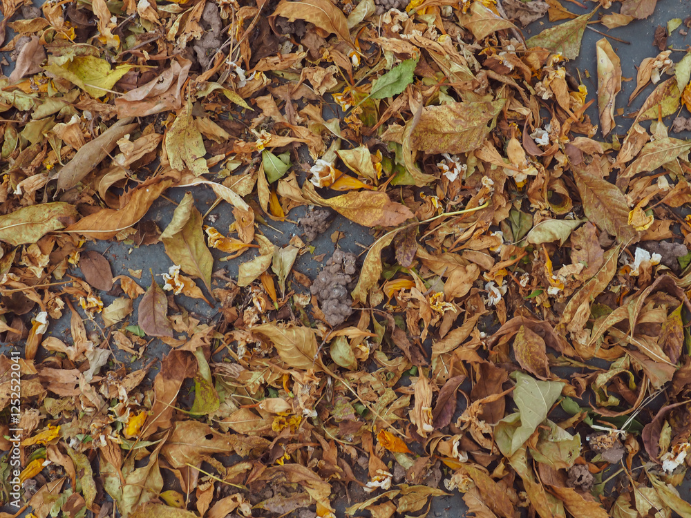 Dry leaves on the ground for autumn background Dry leaves on the ground for autumn background