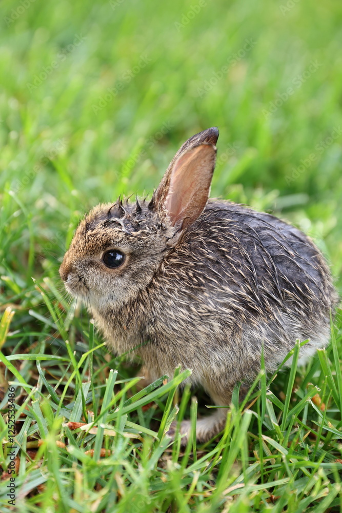Fototapeta premium baby bunny