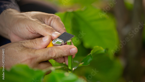 Grafting coffee shoots is a technique used to propagate coffee plants by joining a shoot from a desirable coffee variety onto a rootstock from another plant