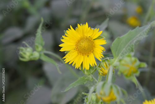 Golden Crownbeard (Also called Golden Crownbeard, Copen Daisy, golden crown beard) in the nature, Golden Crownbeard Flower closeup,Beautiful yellow flower closseup in nature Chakwal, Punjab, Pakistan photo