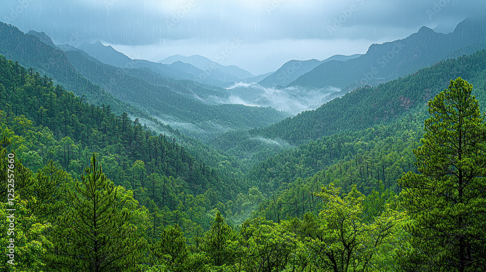 Fototapeta premium Misty mountain valley landscape with green forest under cloudy sky