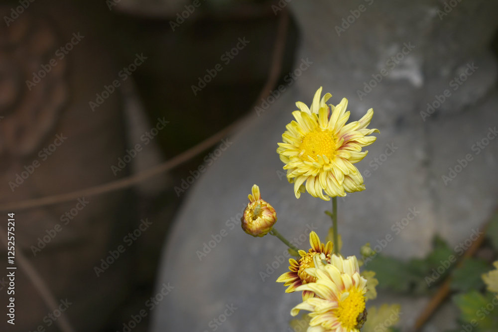Beautiful Bright Yellow chrysanthemum flowers closeup in the winter garden, Close-up of Chrysanthemum flower, Field of the Bright Yellow Chrysanthemum, Beautiful Yellow flower blooming in nature. Beautiful Bright Yellow chrysanthemum flowers closeup in the winter garden, Close-up of Chrysanthemum flower, Field of the Bright Yellow Chrysanthemum, Beautiful Yellow flower blooming in nature.
