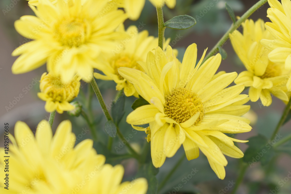 Fototapeta premium Beautiful Bright Yellow chrysanthemum flowers closeup in the winter garden, Close-up of Chrysanthemum flower, Field of the Bright Yellow Chrysanthemum, Beautiful Yellow flower blooming in nature.