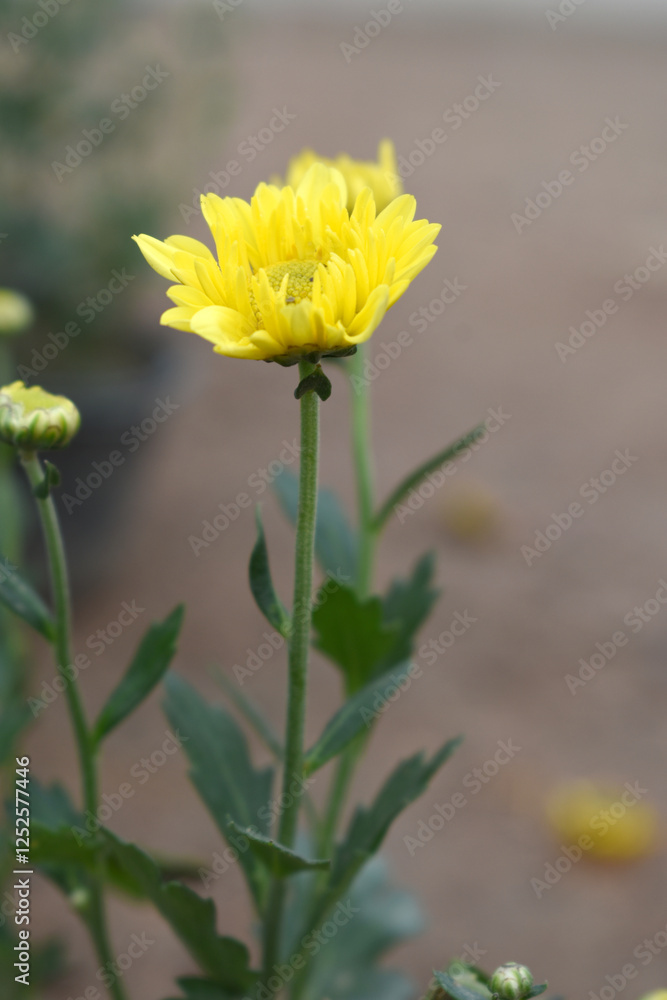 Beautiful Bright Yellow chrysanthemum flowers closeup in the winter garden, Close-up of Chrysanthemum flower, Field of the Bright Yellow Chrysanthemum, Beautiful Yellow flower blooming in nature. Beautiful Bright Yellow chrysanthemum flowers closeup in the winter garden, Close-up of Chrysanthemum flower, Field of the Bright Yellow Chrysanthemum, Beautiful Yellow flower blooming in nature.