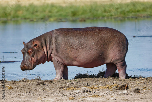 Hippopotamus closeup shot in angry mood at Amboseli National Park