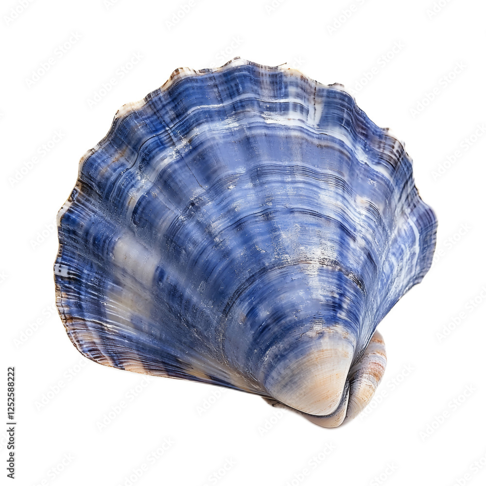 Fototapeta premium Blue Scallop Shell on White Background