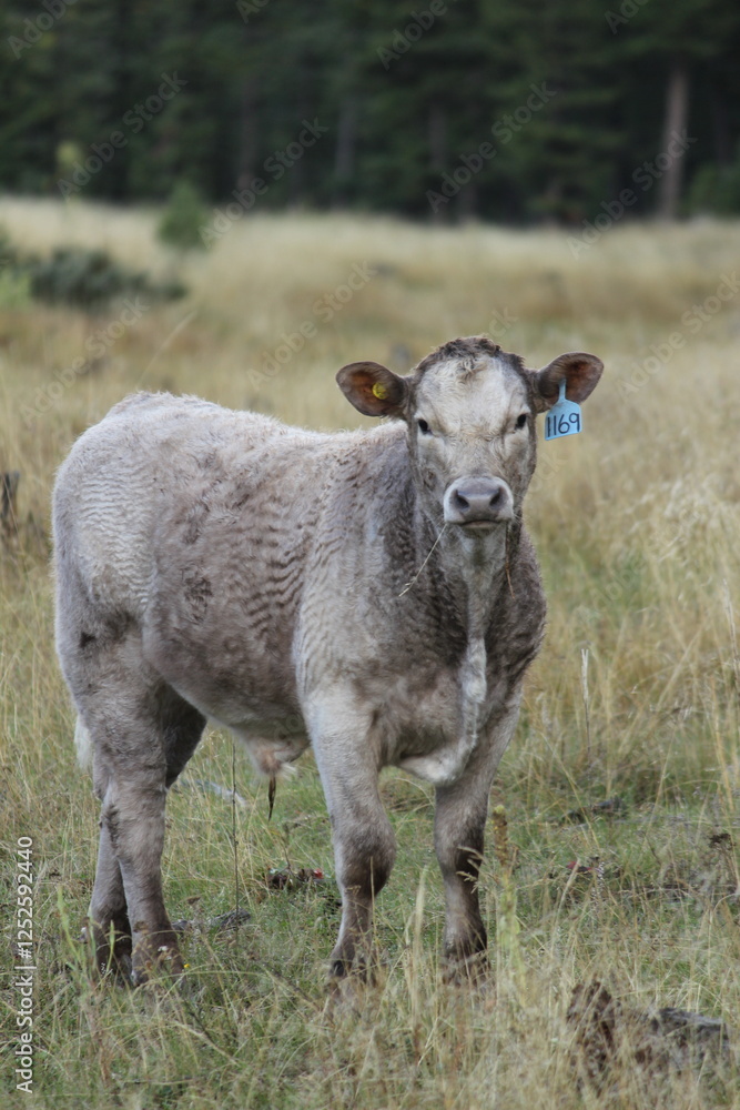 Calf Calf