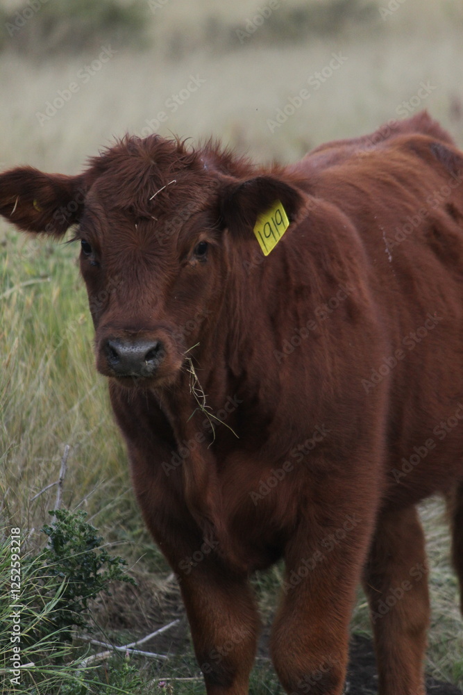 Fototapeta premium Red angus calf