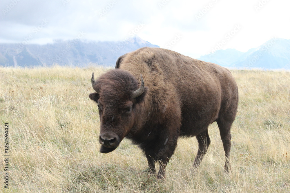 american bison in yellowstone national park american bison in yellowstone national park
