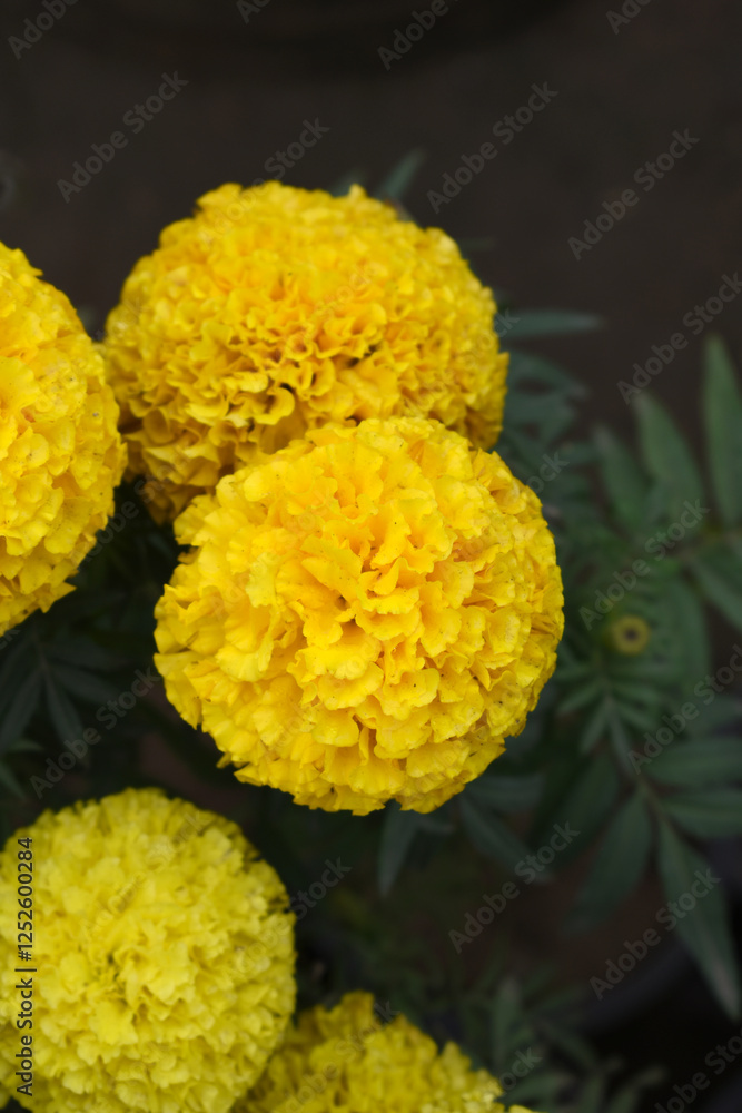 Yellow marigold flower blossom in garden, Yellow Mari Gold flowers for decorate garden, Close up of beautiful Yellow marigold flower. Nature, Marigold flowers bloom in the morning, Marigold Yellow marigold flower blossom in garden, Yellow Mari Gold flowers for decorate garden, Close up of beautiful Yellow marigold flower. Nature, Marigold flowers bloom in the morning, Marigold