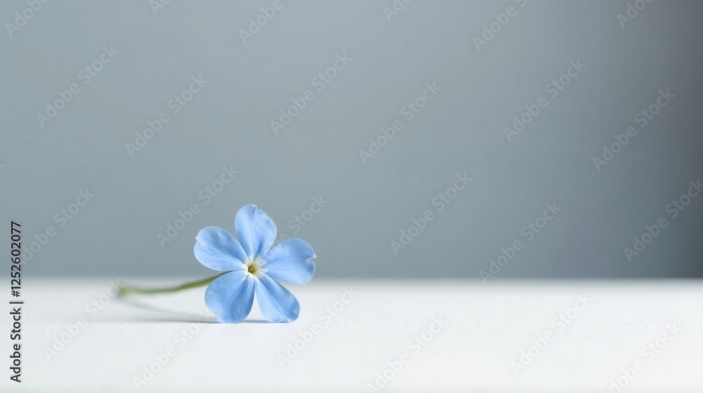 A Single Delicate Light Blue Flower Resting on a Pristine White Surface Against a Soft Gray Background A Single Delicate Light Blue Flower Resting on a Pristine White Surface Against a Soft Gray Background