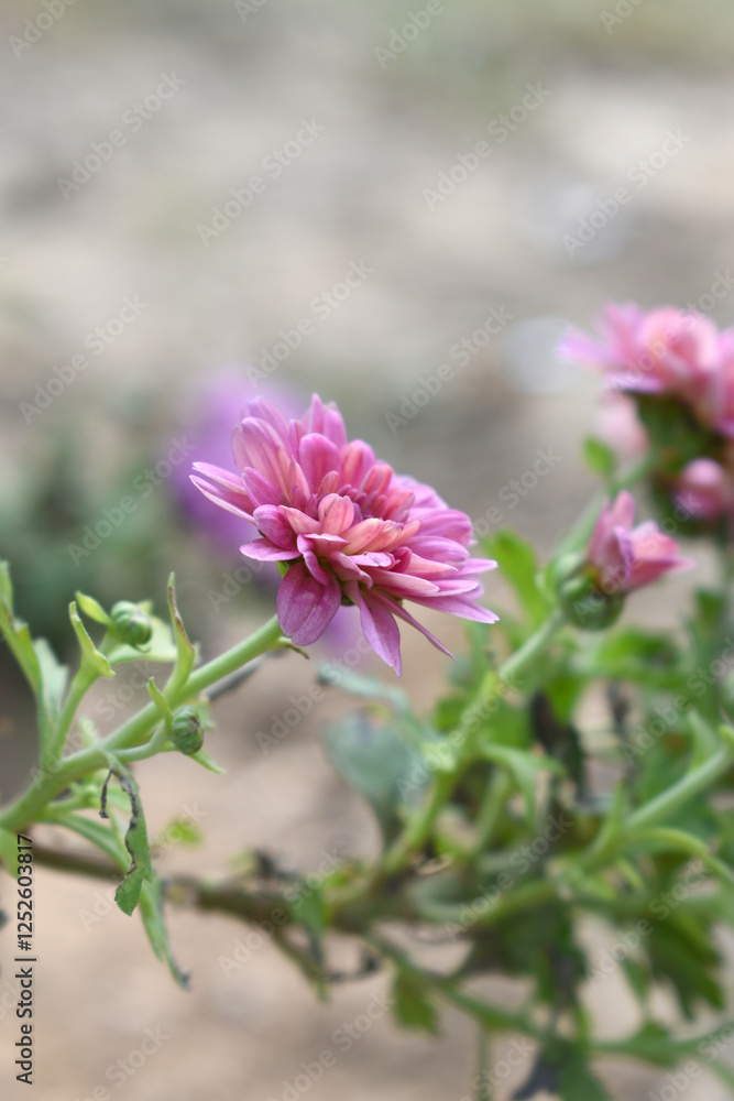 Beautiful Pink red chrysanthemum flowers closeup in the winter garden, Close-up of Chrysanthemum flower, Field of the Pink red Chrysanthemum, Beautiful Pink red flower blooming in nature. Beautiful Pink red chrysanthemum flowers closeup in the winter garden, Close-up of Chrysanthemum flower, Field of the Pink red Chrysanthemum, Beautiful Pink red flower blooming in nature.