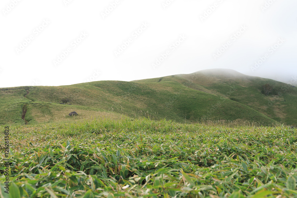 Fototapeta premium 霧中の高原