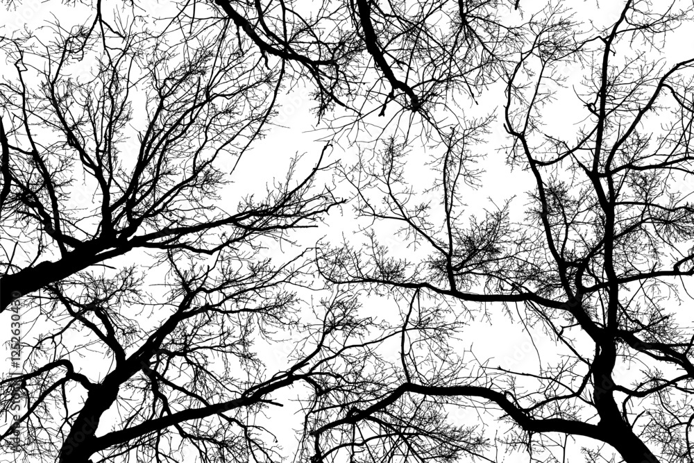 Black branches tree isolated on white. Dead tree without leaves. Black and white trees silhouettes. Abstract background. Bare branches trees in winter. Treetops pattern texture. Vector, EPS 10. Black branches tree isolated on white. Dead tree without leaves. Black and white trees silhouettes. Abstract background. Bare branches trees in winter. Treetops pattern texture. Vector, EPS 10.