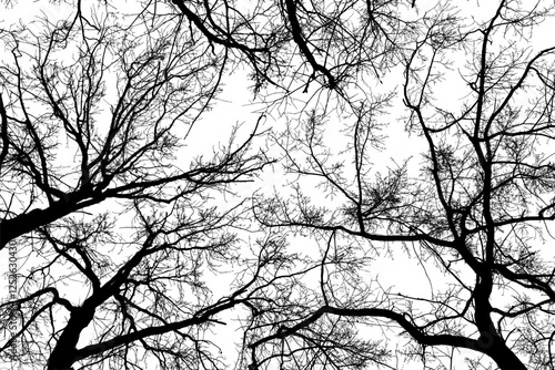 Obraz na płótnie Black branches tree isolated on white. Dead tree without leaves. Black and white trees silhouettes. Abstract background. Bare branches trees in winter. Treetops pattern texture. Vector, EPS 10. w salonie