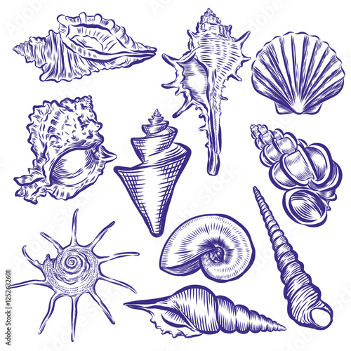 Elements vector of Sea Shell Drawing isolated on white background.