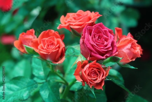 red rose symbol of love and valentine day wishes	