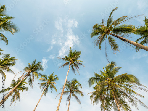Fototapeta Naklejka Na Ścianę i Meble -  Coconut palm tree at beach with cloud on sky in summer - vintage color tone.