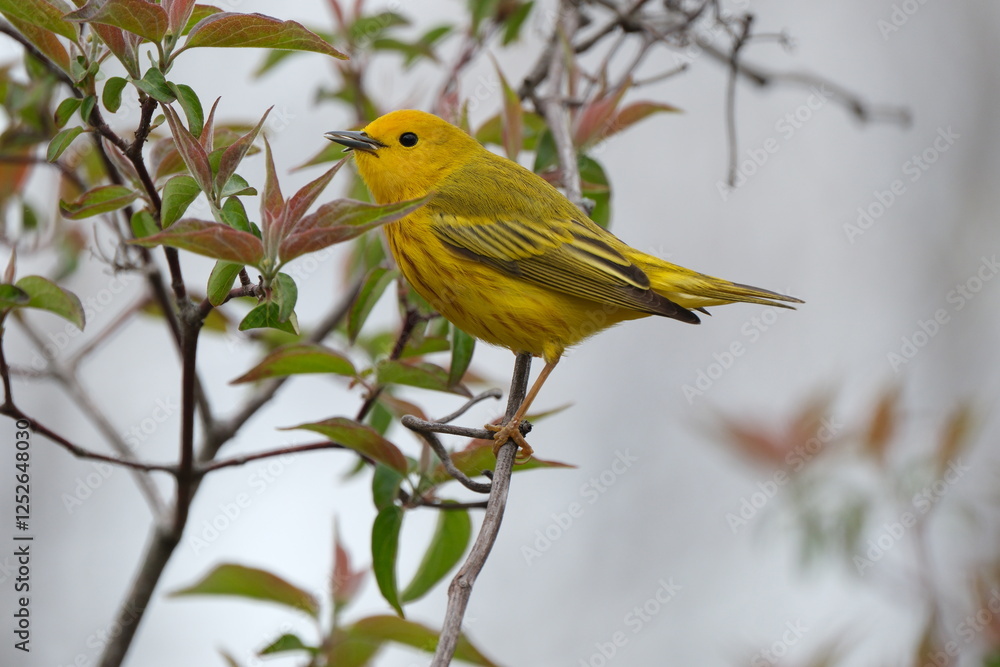 Fototapeta premium Yellow Warbler in Ohio Tree