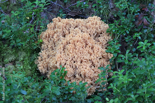 Ramaria boreimaxima, a coral fungus from Finland, no common English name photo