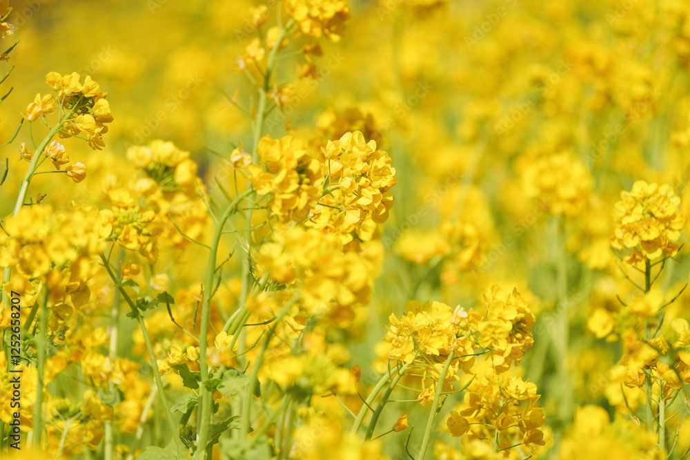 A field with yellow rapeseed flowers. Production of rapeseed oil. Farmland.