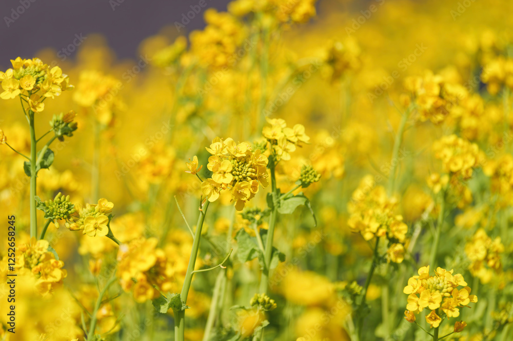 A field with yellow rapeseed flowers. Production of rapeseed oil. Farmland. A field with yellow rapeseed flowers. Production of rapeseed oil. Farmland.