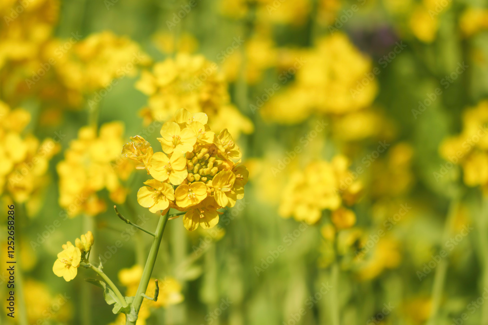 A field with yellow rapeseed flowers. Production of rapeseed oil. Farmland. A field with yellow rapeseed flowers. Production of rapeseed oil. Farmland.