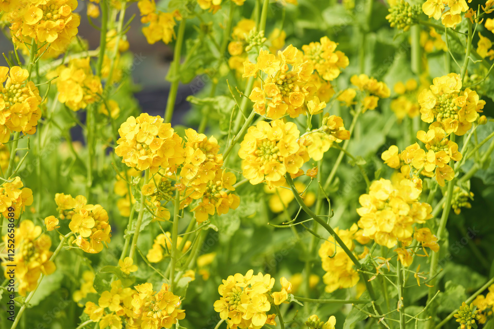 A field with yellow rapeseed flowers. Production of rapeseed oil. Farmland. A field with yellow rapeseed flowers. Production of rapeseed oil. Farmland.