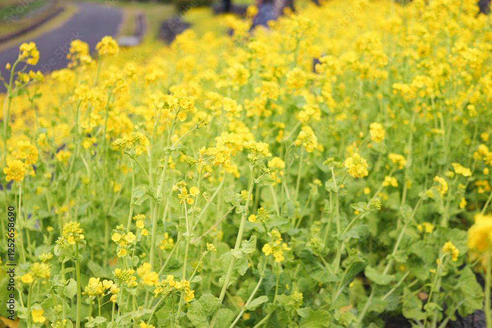 A field with yellow rapeseed flowers. Production of rapeseed oil. Farmland. A field with yellow rapeseed flowers. Production of rapeseed oil. Farmland.