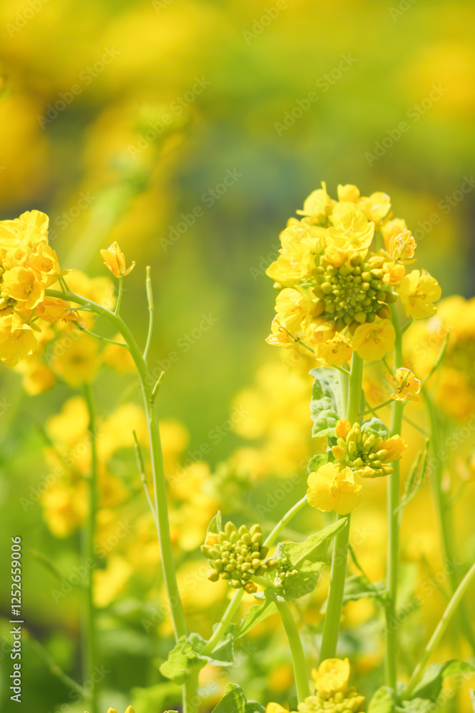 A field with yellow rapeseed flowers. Production of rapeseed oil. Farmland. A field with yellow rapeseed flowers. Production of rapeseed oil. Farmland.