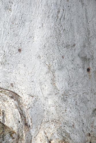 Eucalyptus tree bark texture, Bark of eucalyptus tree, seamless texture, a eucalyptus tree bark texture background image