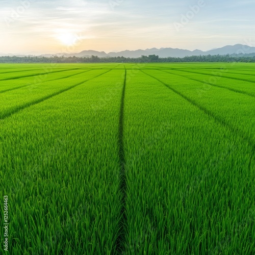 Lush Green Rice Field Divided into Perfect Squares at Sunrise
