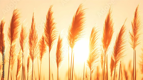 Golden Sunset Pampas Grass