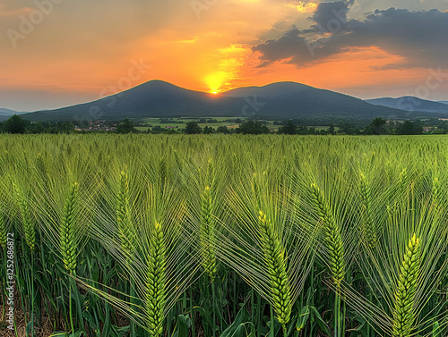 Sunset Over Wheat Field Lan...