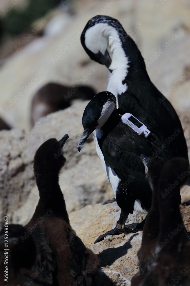 Fototapeta premium black-faced cormorant