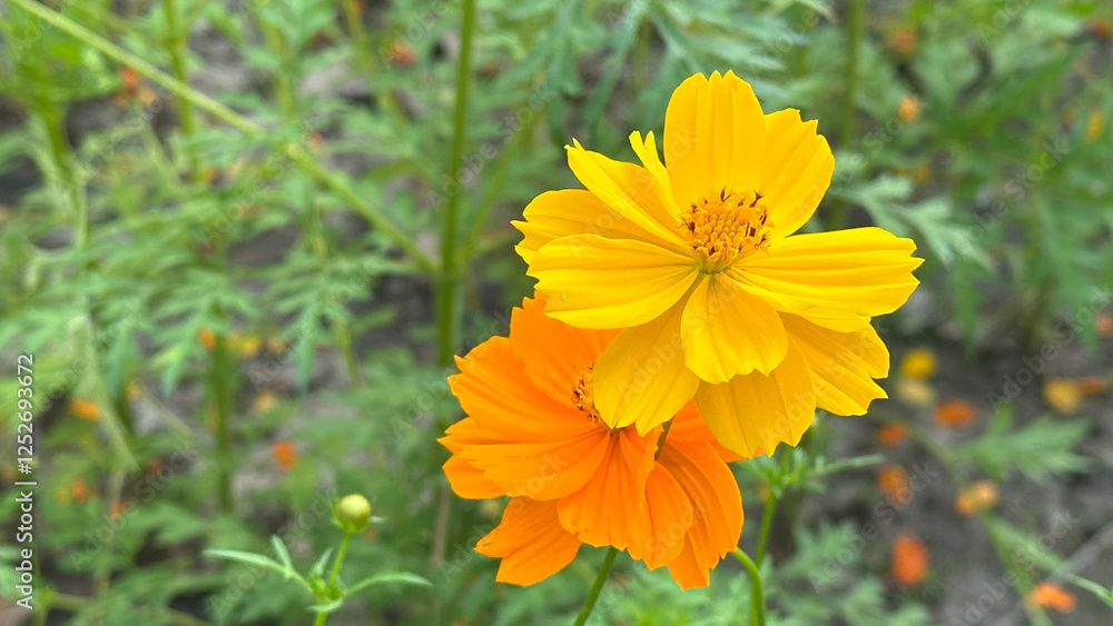 Yellow color flower, sulfur Cosmos, Mexican Aster flowers are blooming beautifully springtime in the garden, blurred of nature background Yellow color flower, sulfur Cosmos, Mexican Aster flowers are blooming beautifully springtime in the garden, blurred of nature background