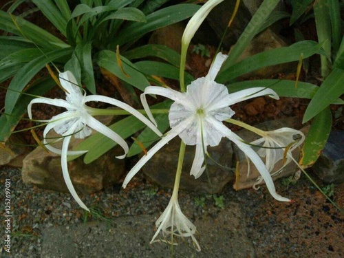 Photography spider lilies outdoor