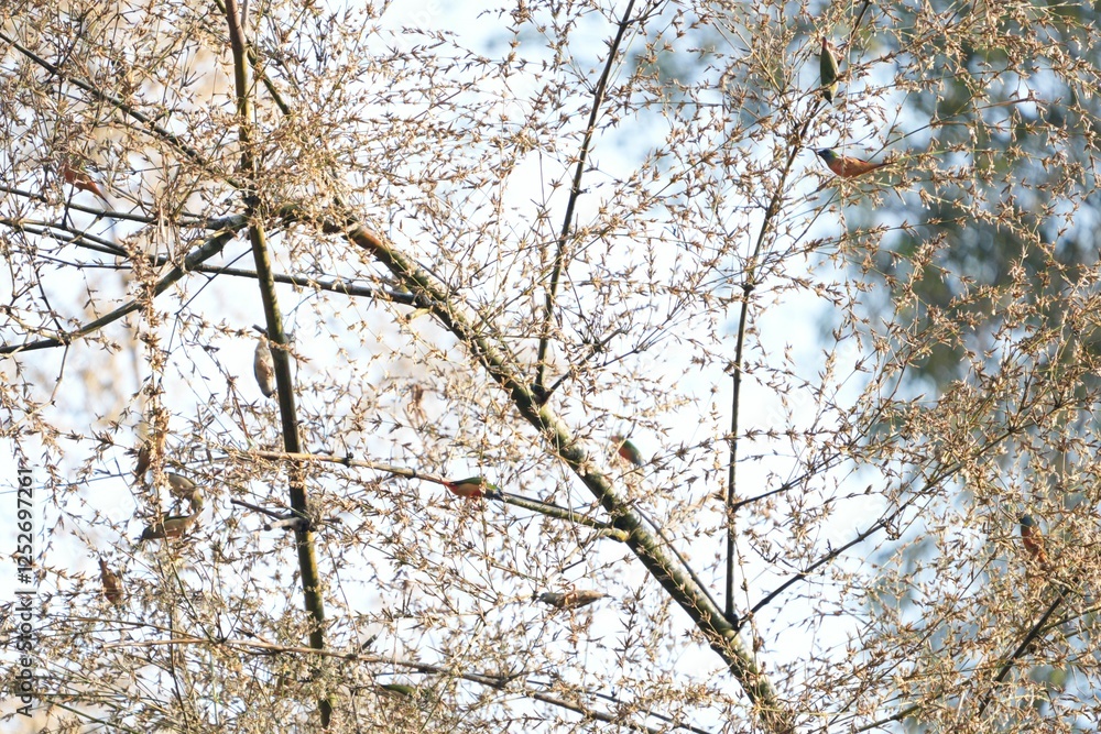 A small, colorful bird in nature is eating the flowers of a bamboo tree. A small, colorful bird in nature is eating the flowers of a bamboo tree.