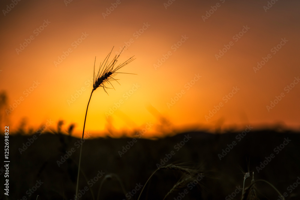 Sunset Over a Wheat Cluster | Silhouette Sunset Over a Wheat Cluster | Silhouette
