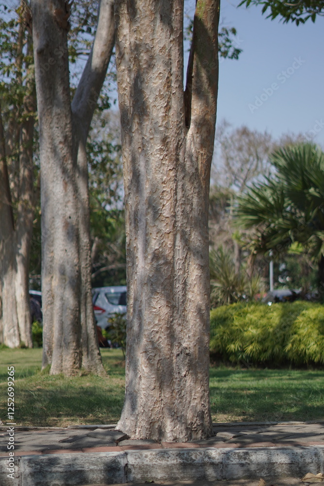 Large gray tree trunks lined up during the day against a green garden background Large gray tree trunks lined up during the day against a green garden background