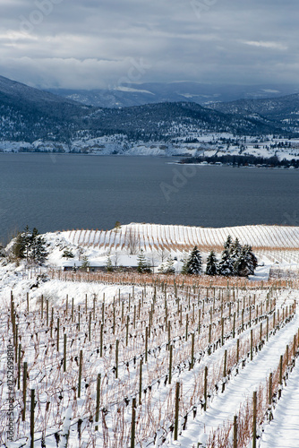 Winter Snow Winery Vineyard Landscape Okanagan Valley