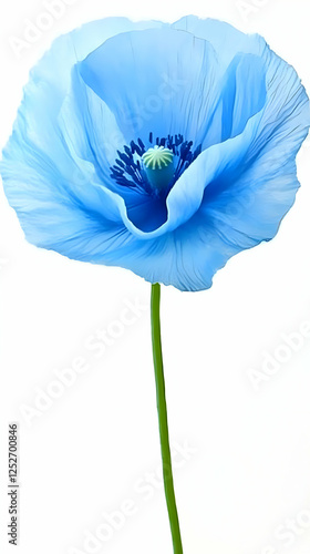 Blue Poppy Flower Illustration